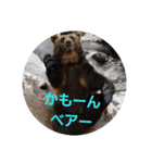 なかよし ねこさん時々くま（個別スタンプ：3）