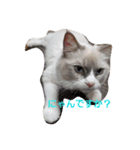 なかよし ねこさん時々くま（個別スタンプ：4）