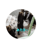 なかよし ねこさん時々くま（個別スタンプ：5）