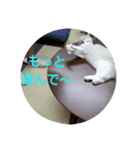 なかよし ねこさん時々くま（個別スタンプ：6）