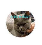 なかよし ねこさん時々くま（個別スタンプ：8）