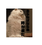 にゃわぁん（個別スタンプ：16）