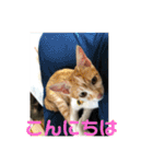 あんじーと14にゃんず12（個別スタンプ：1）