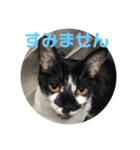 あんじーと14にゃんず12（個別スタンプ：3）