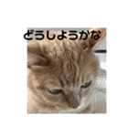 あんじーと14にゃんず12（個別スタンプ：4）