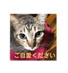 あんじーと14にゃんず12（個別スタンプ：5）