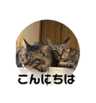 あんじーと14にゃんず12（個別スタンプ：8）