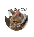 あんじーと14にゃんず12（個別スタンプ：9）