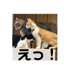 あんじーと14にゃんず12（個別スタンプ：10）