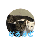 あんじーと14にゃんず12（個別スタンプ：11）