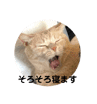 あんじーと14にゃんず12（個別スタンプ：12）