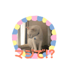 あんじーと14にゃんず12（個別スタンプ：14）