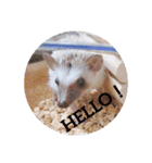 我が家のハリネズミ（個別スタンプ：1）