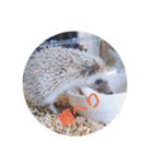 我が家のハリネズミ（個別スタンプ：2）