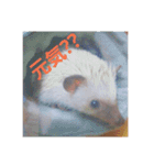 我が家のハリネズミ（個別スタンプ：5）