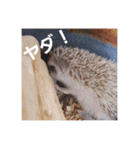 我が家のハリネズミ（個別スタンプ：7）