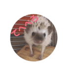 我が家のハリネズミ（個別スタンプ：9）