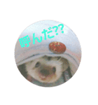 我が家のハリネズミ（個別スタンプ：10）