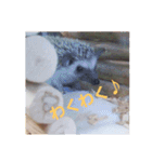 我が家のハリネズミ（個別スタンプ：12）