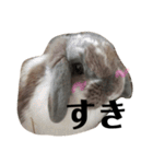 うさぎの円とポム（個別スタンプ：1）