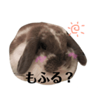 うさぎの円とポム（個別スタンプ：4）
