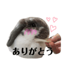 うさぎの円とポム（個別スタンプ：5）