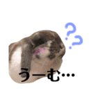 うさぎの円とポム（個別スタンプ：6）