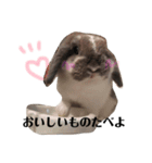 うさぎの円とポム（個別スタンプ：7）