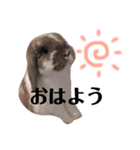 うさぎの円とポム（個別スタンプ：8）