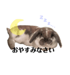 うさぎの円とポム（個別スタンプ：9）