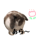 うさぎの円とポム（個別スタンプ：10）