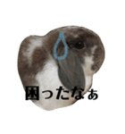 うさぎの円とポム（個別スタンプ：11）