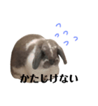 うさぎの円とポム（個別スタンプ：12）