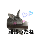 うさぎの円とポム（個別スタンプ：17）