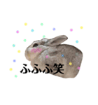うさぎの円とポム（個別スタンプ：20）