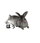 うさぎの円とポム（個別スタンプ：21）