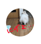 りあんの日常4（個別スタンプ：20）