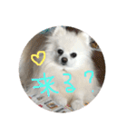 りあんの日常4（個別スタンプ：31）