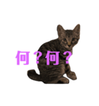 ねこ、ぬこ（個別スタンプ：3）