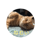 ねこのちゃつき（個別スタンプ：1）