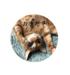 ねこのちゃつき（個別スタンプ：2）
