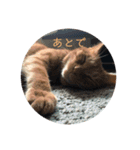 ねこのちゃつき（個別スタンプ：3）