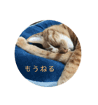 ねこのちゃつき（個別スタンプ：4）