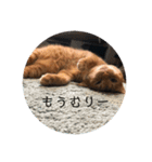 ねこのちゃつき（個別スタンプ：6）