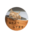 ねこのちゃつき（個別スタンプ：7）