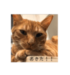 ねこのちゃつき（個別スタンプ：8）