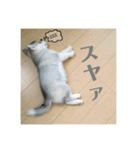 シベリアンハスキー ダルさん日常スタンプ（個別スタンプ：6）