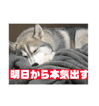 シベリアンハスキー ダルさん日常スタンプ（個別スタンプ：7）