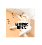 シベリアンハスキー ダルさん日常スタンプ（個別スタンプ：9）