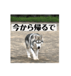 シベリアンハスキー ダルさん日常スタンプ（個別スタンプ：15）